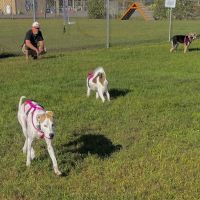 Bailey’s Dog Park ico