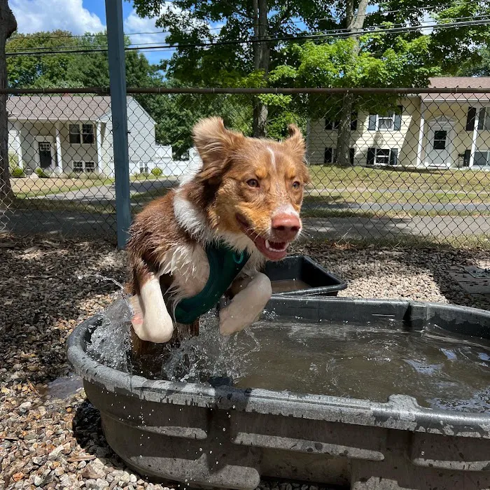 Bailey’s Dog Park 8
