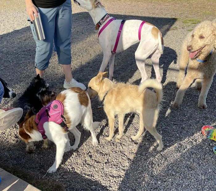 Bailey’s Dog Park 7