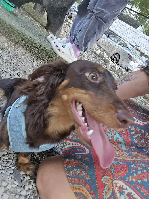 Piazza Dog Park 1