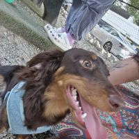 Piazza Dog Park ico