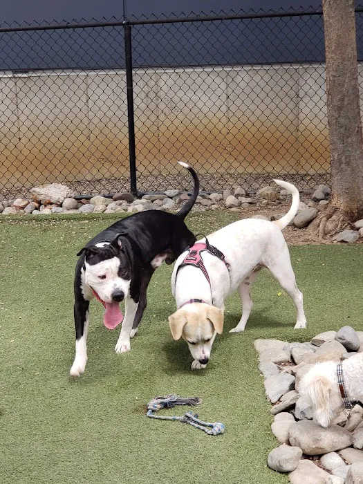 Piazza Dog Park 5
