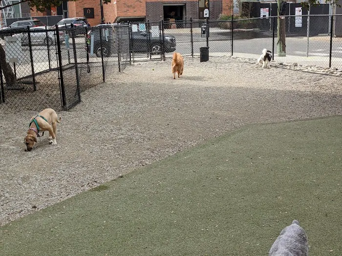 Piazza Dog Park 8