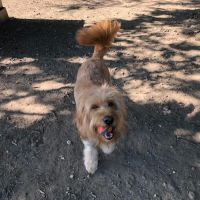 Tucker Dog Park ico
