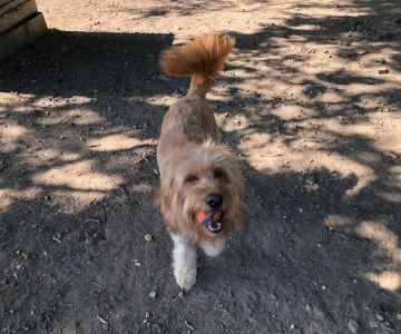 Tucker Dog Park