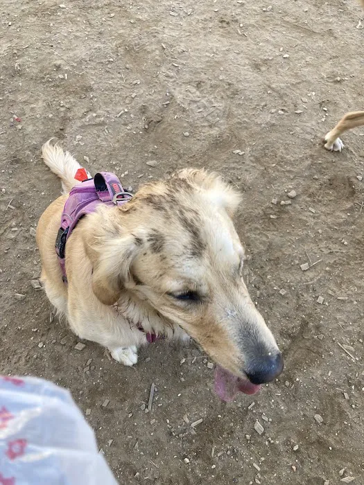 Francisville Dog Park 4