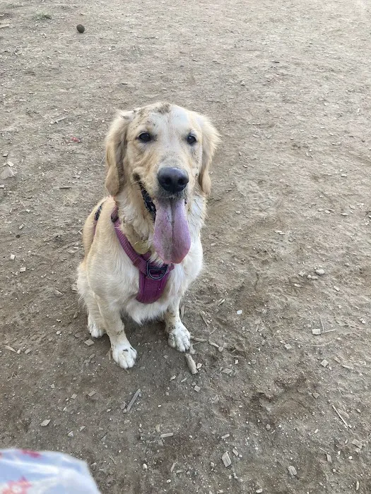 Francisville Dog Park 3