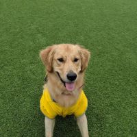 Green Street Dog Park - Membership Required ico
