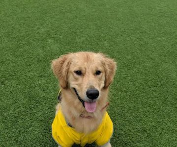 Green Street Dog Park - Membership Required