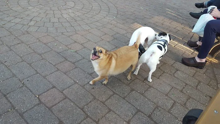Seger Dog Park 9
