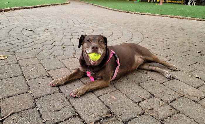 Seger Dog Park 7