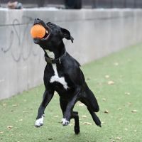 Rob Stuart Memorial Dog Park ico