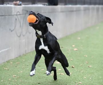Rob Stuart Memorial Dog Park