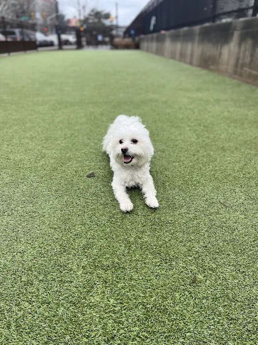 Rob Stuart Memorial Dog Park 2