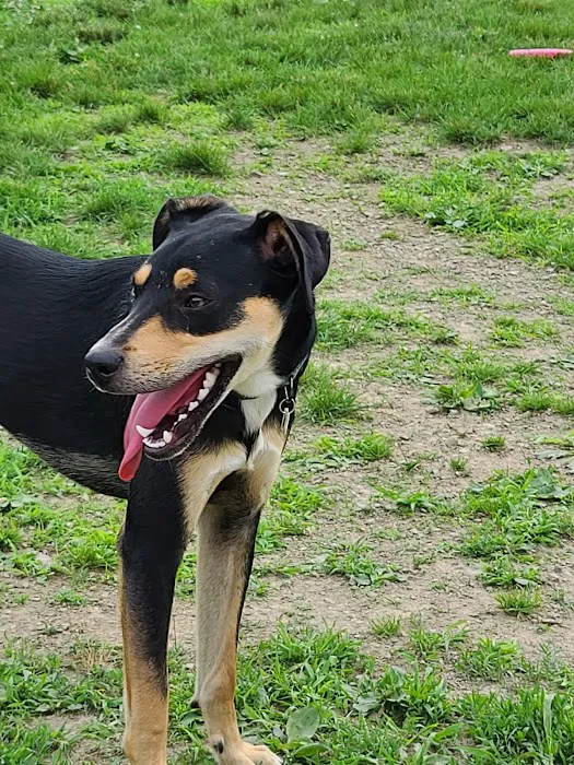 Cuddy Dog Park 4