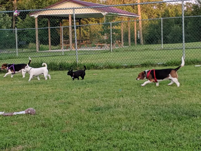 Cuddy Dog Park 10