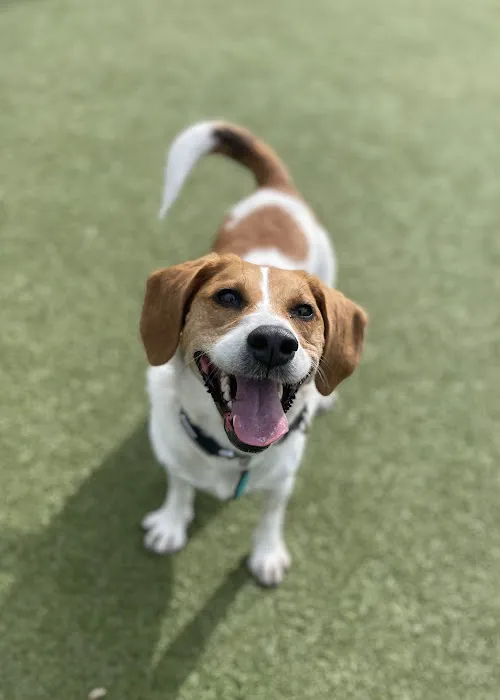 Columbus Square Dog Park 1