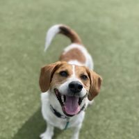 Columbus Square Dog Park ico