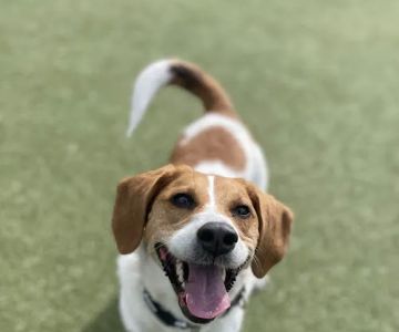 Columbus Square Dog Park