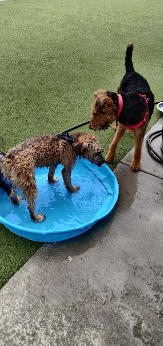 Columbus Square Dog Park 4