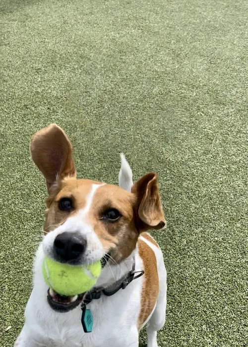 Columbus Square Dog Park 2