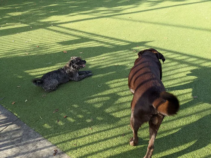 Columbus Square Dog Park 6