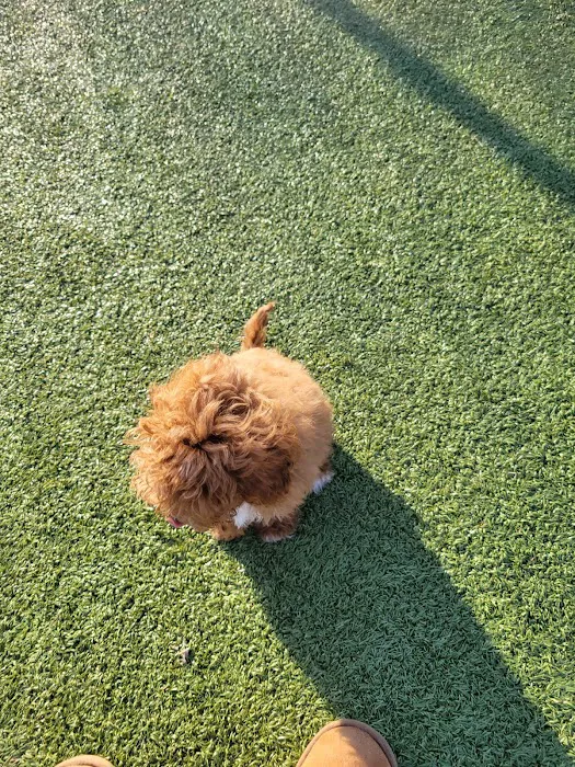 Lanier Dog Park 4