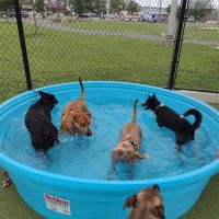 Lanier Dog Park ico