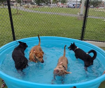 Lanier Dog Park