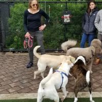 Big Dog Run ico