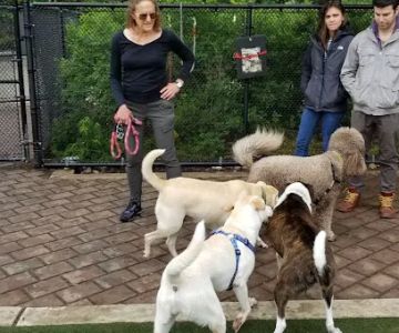 Big Dog Run