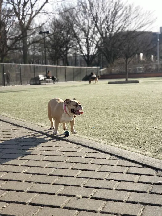 Big Dog Run 5
