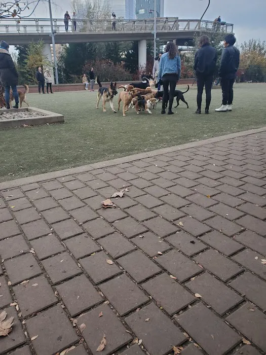 Big Dog Run 9