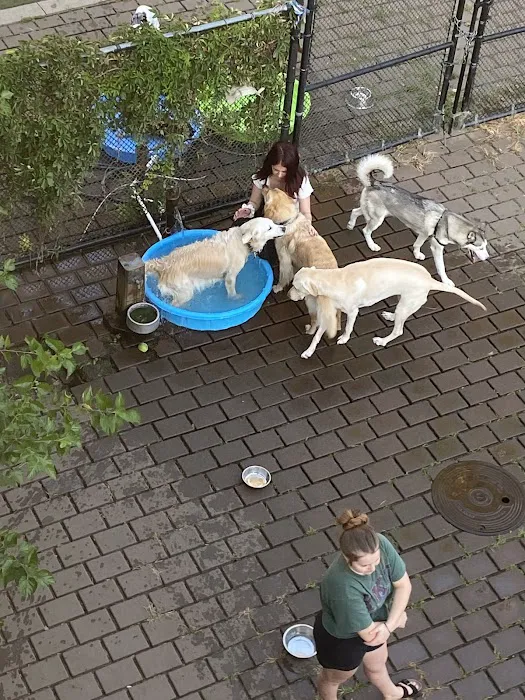 Big Dog Run 8