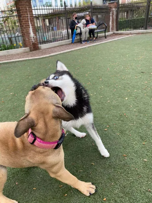 Little Dog Run 2