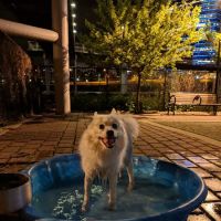 Little Dog Run ico