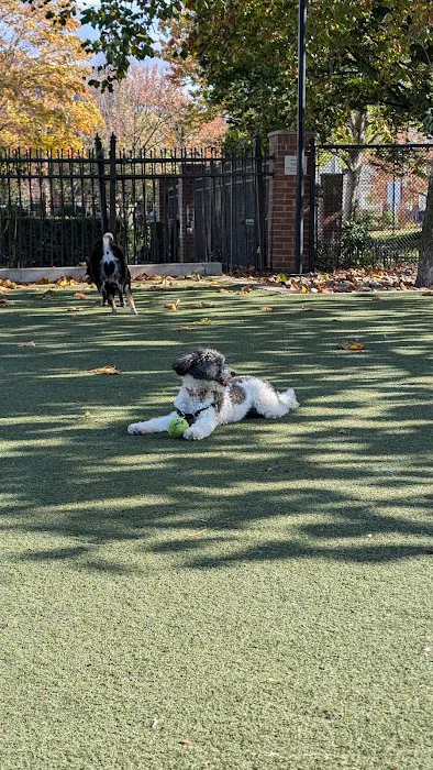 Little Dog Run 8