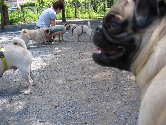Little Dog Run 3