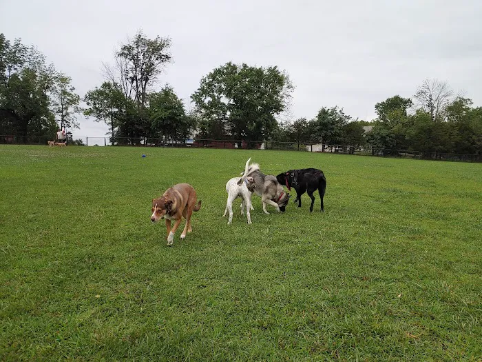 Speelhoffer Dog Park 4