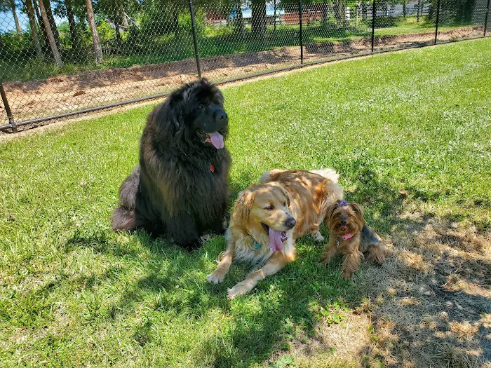 Speelhoffer Dog Park 5