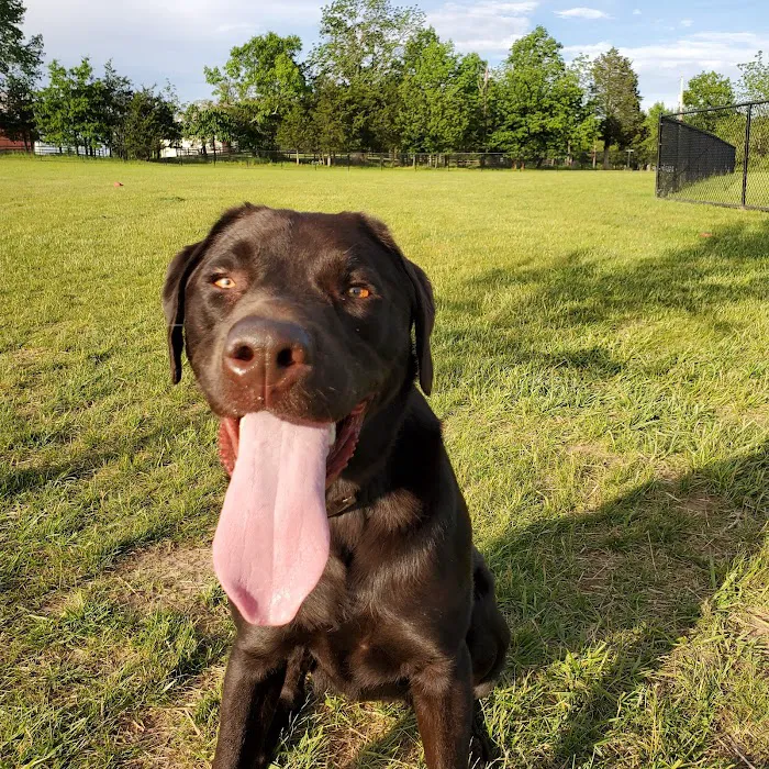 Speelhoffer Dog Park 10