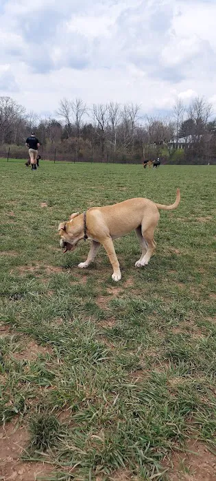 Speelhoffer Dog Park 3