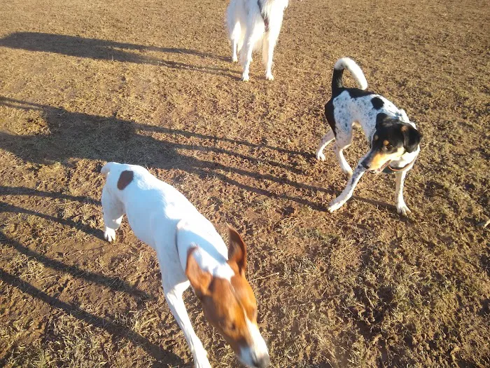 Longford Park/Reynolds' Dog Park 1