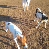 Longford Park/Reynolds' Dog Park ico