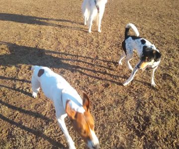 Longford Park/Reynolds' Dog Park
