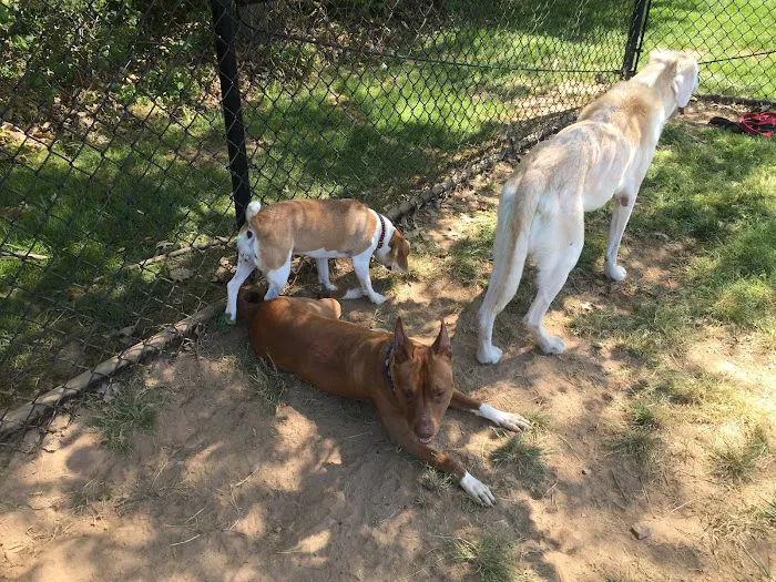 Longford Park/Reynolds' Dog Park 10