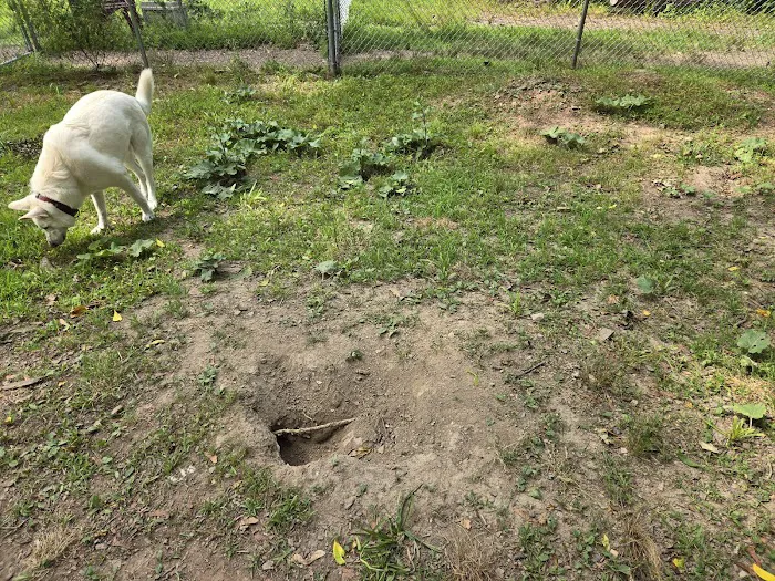 Reservoir Dog Park 6
