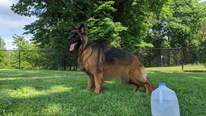 Lower Macungie Dog Park 9
