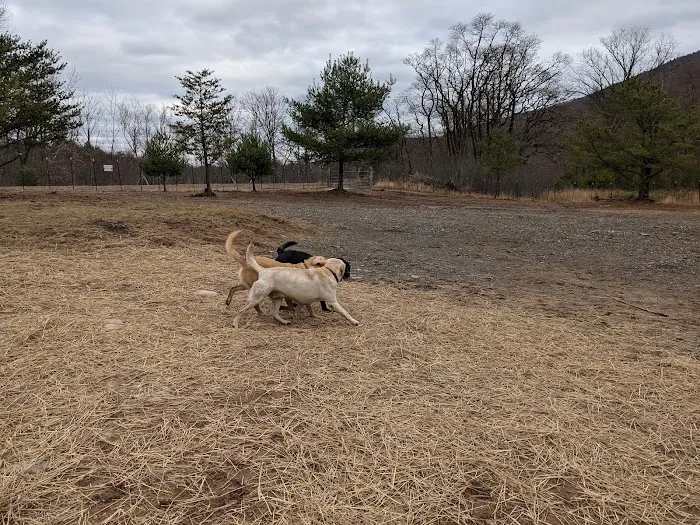 River Point Canine Park 8