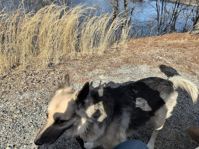 River Point Canine Park 9